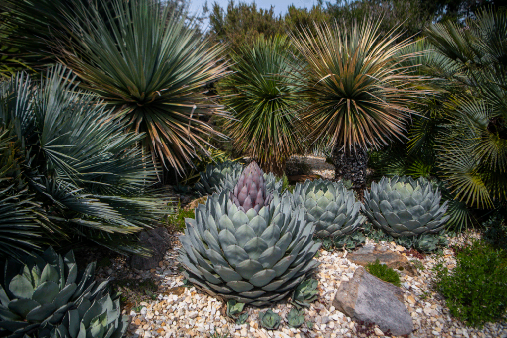 Agave in early stage of blooming
