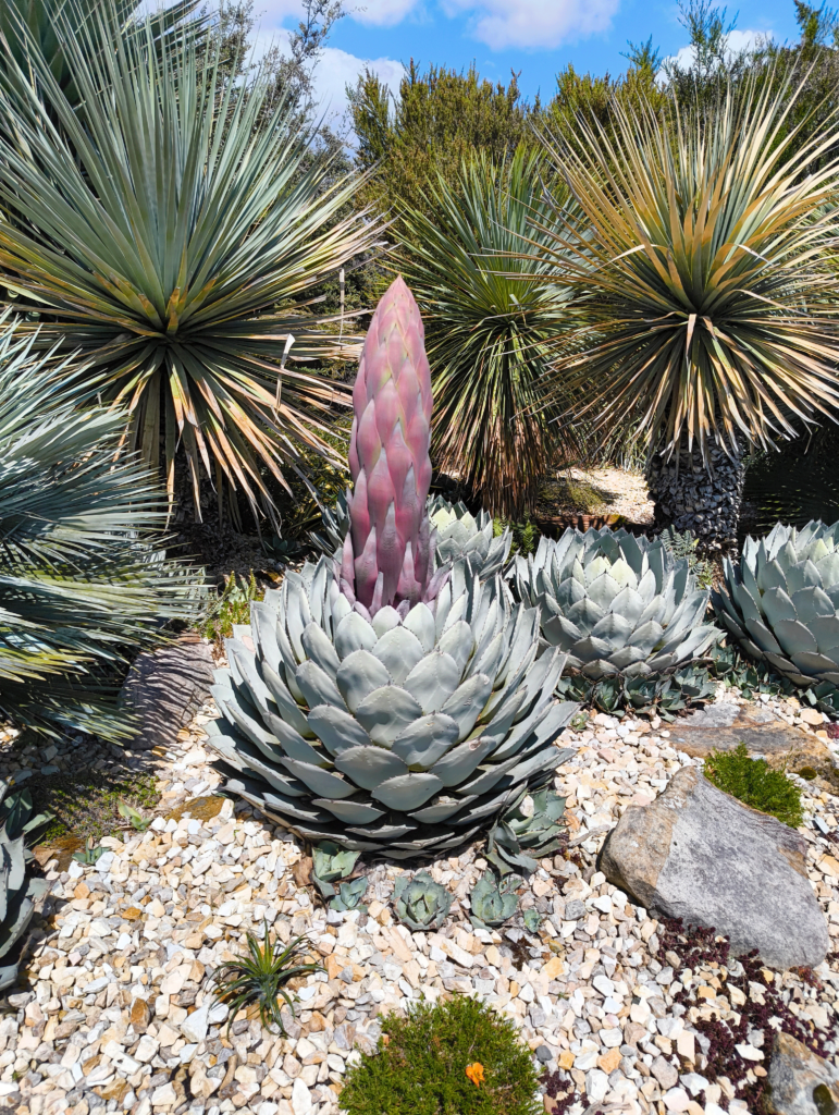 Agave in early stage of blooming