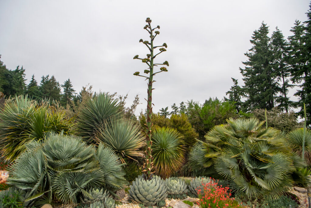 Agave in late stage of blooming