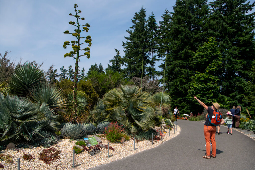 Agave in late stage of blooming - few flowers developing from buds