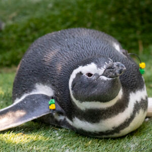 Penguin Dandelion resting in the habitat