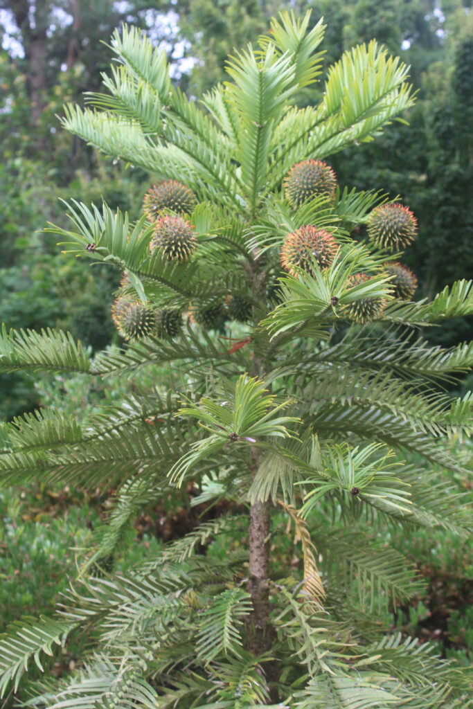 Wollemi Pine