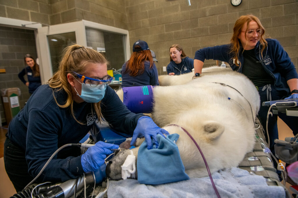 Vet tech Julie helps with a polar bear procedure