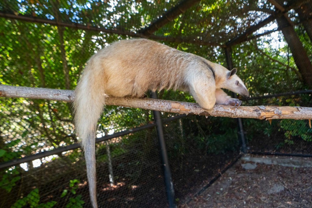 tamandua Pippa on a branch