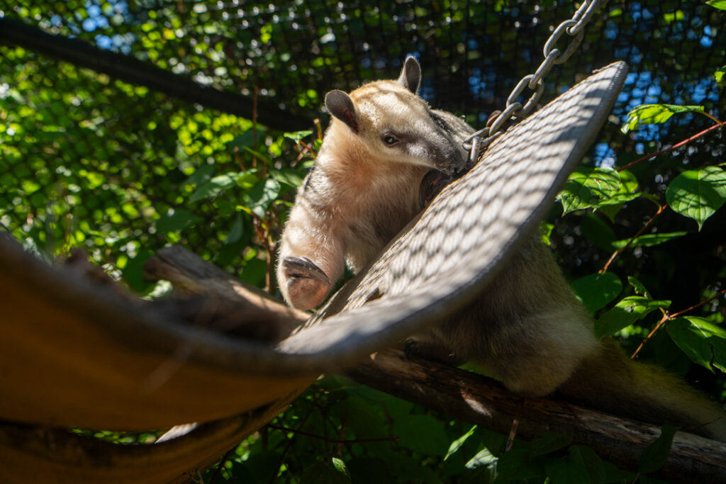 tamandua Pippa on a branch