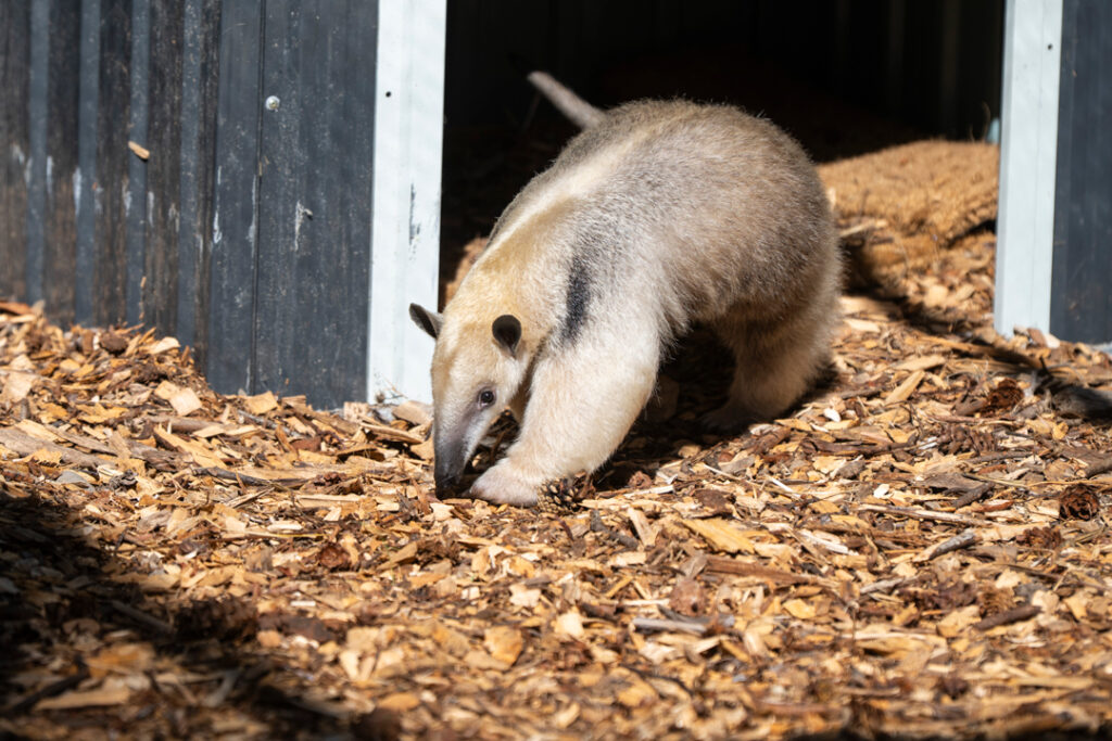 tamandua Pippa on a branch