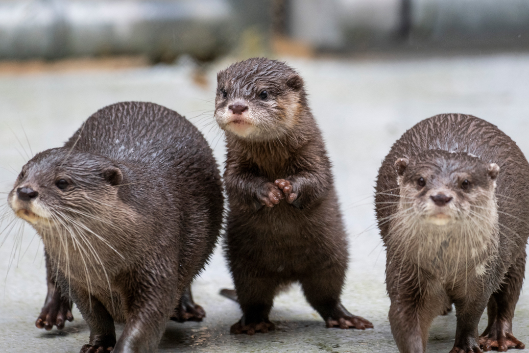 Asian small-clawed otters