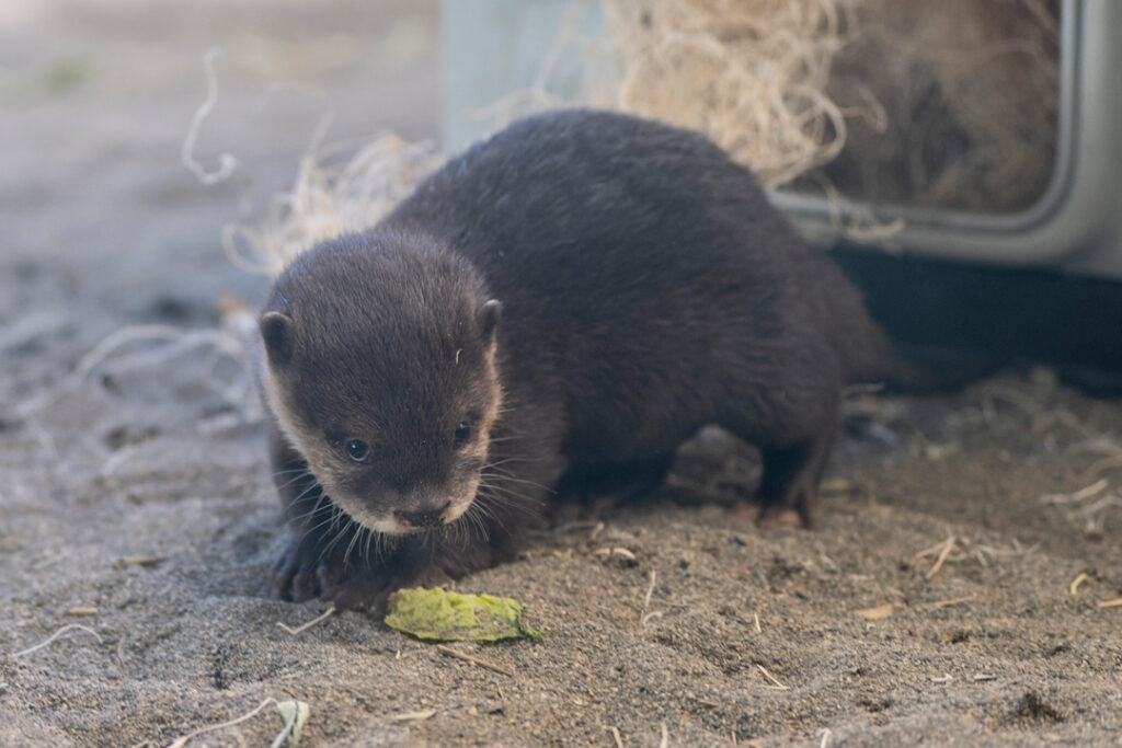 Asian small-clawed otter Bao