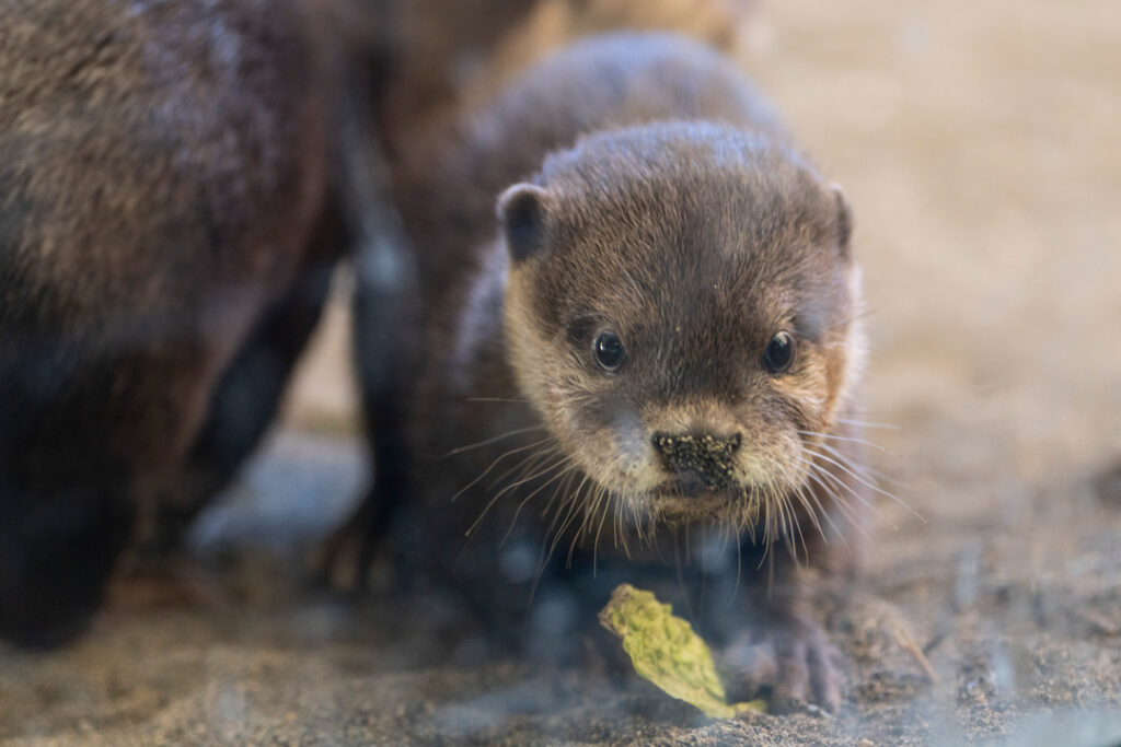 Asian small-clawed otter Bao