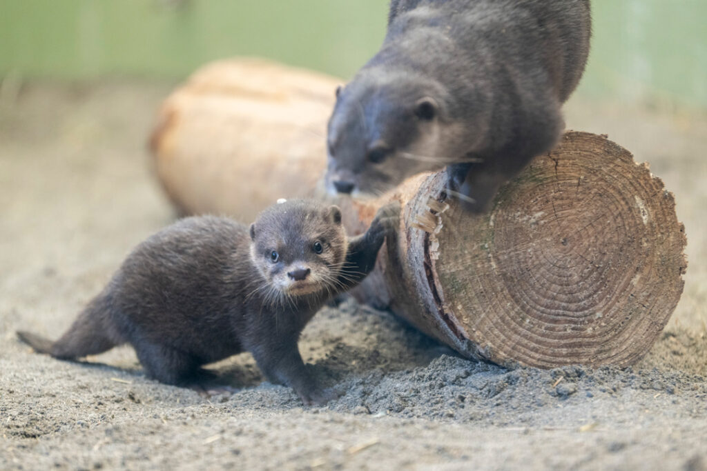 Asian small-clawed otter Bao and mom
