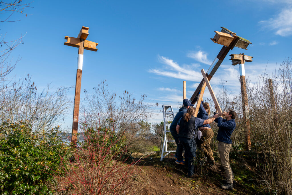 purple martin nest boxes being installed