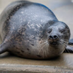 harbor seal Onion