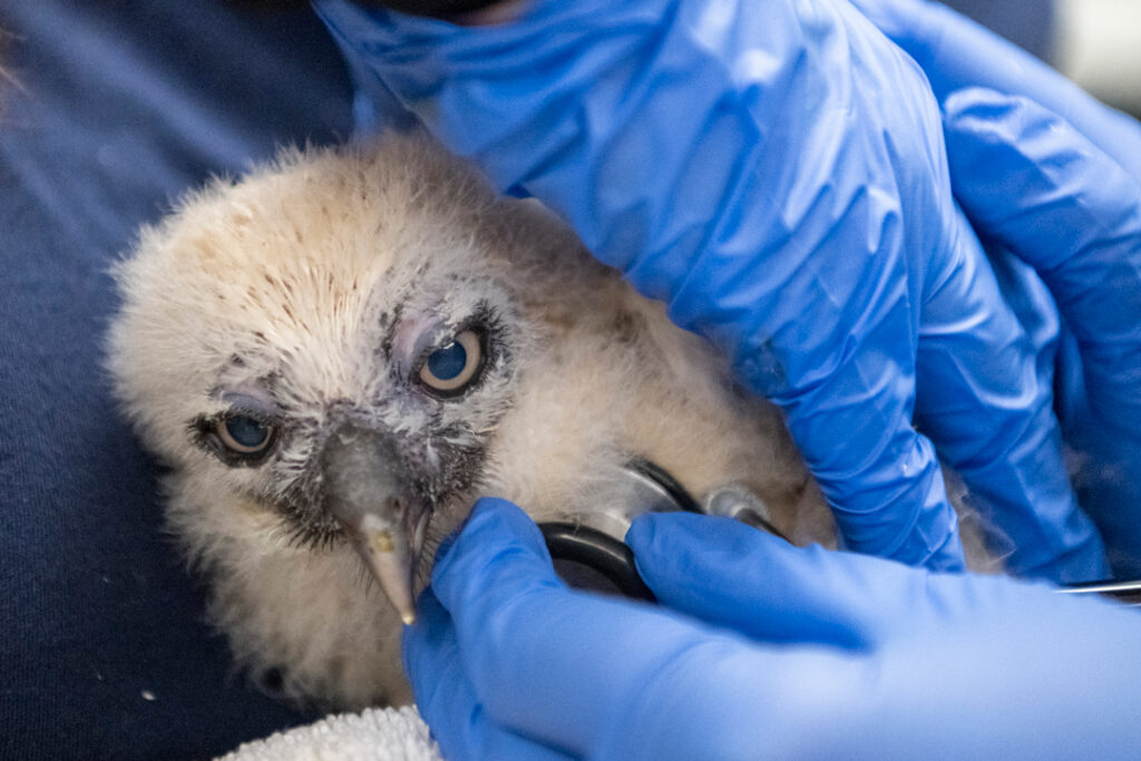 spectacled owl