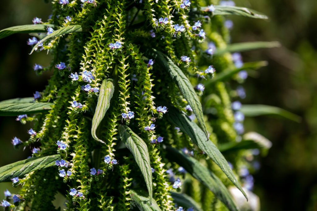 Tower of Jewels in bloom