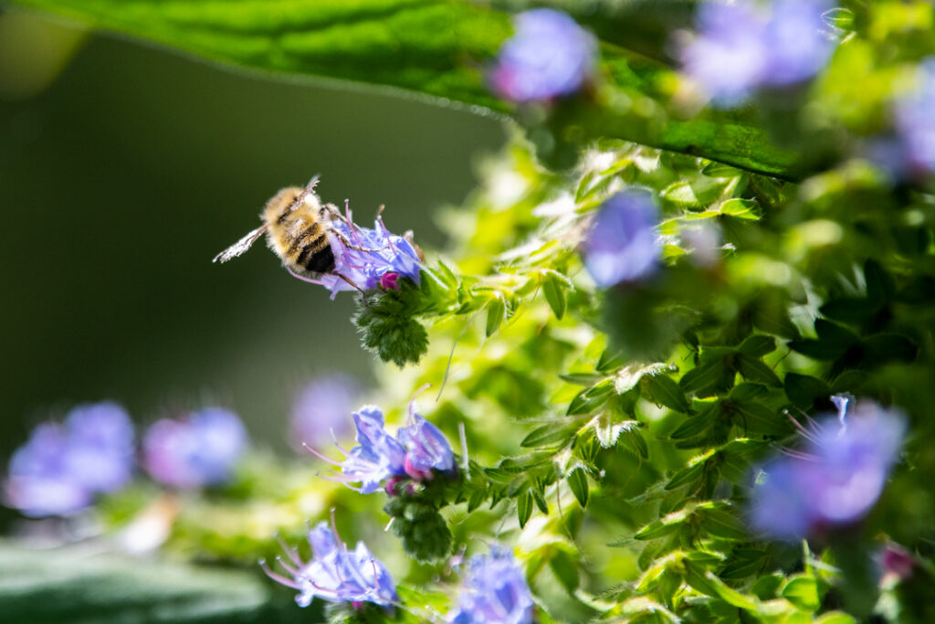 Tower of Jewels in bloom with a bee on a flower