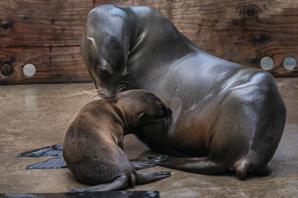 Sea lion pup and Eloise